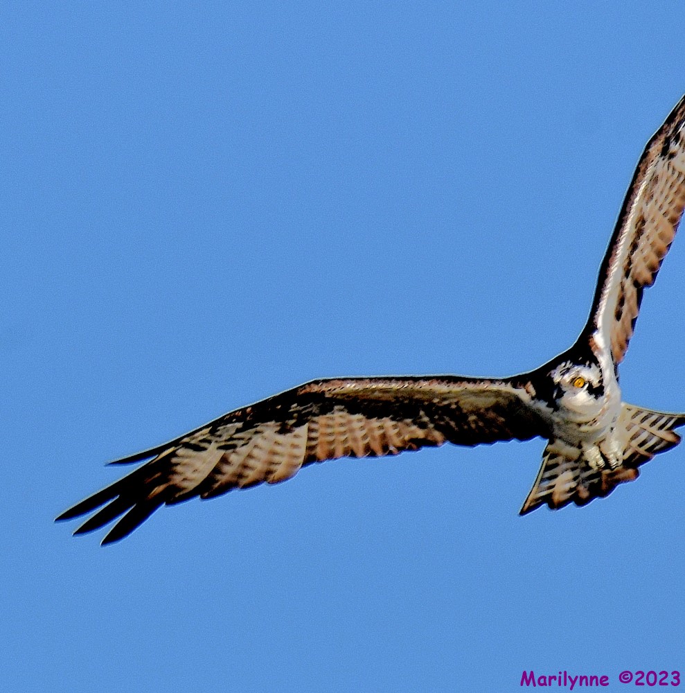 DSC_0022_001.JPG