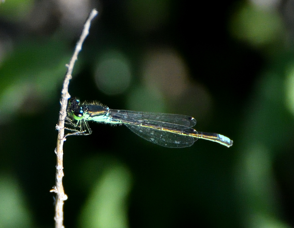 DSC_0023.JPG