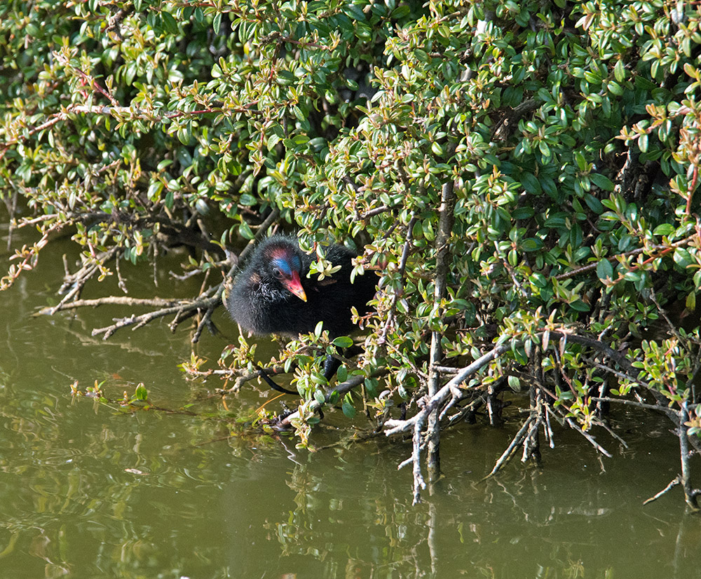 DSC_0026.jpg