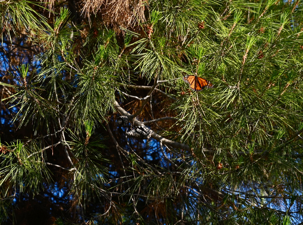 DSC_0026.jpg