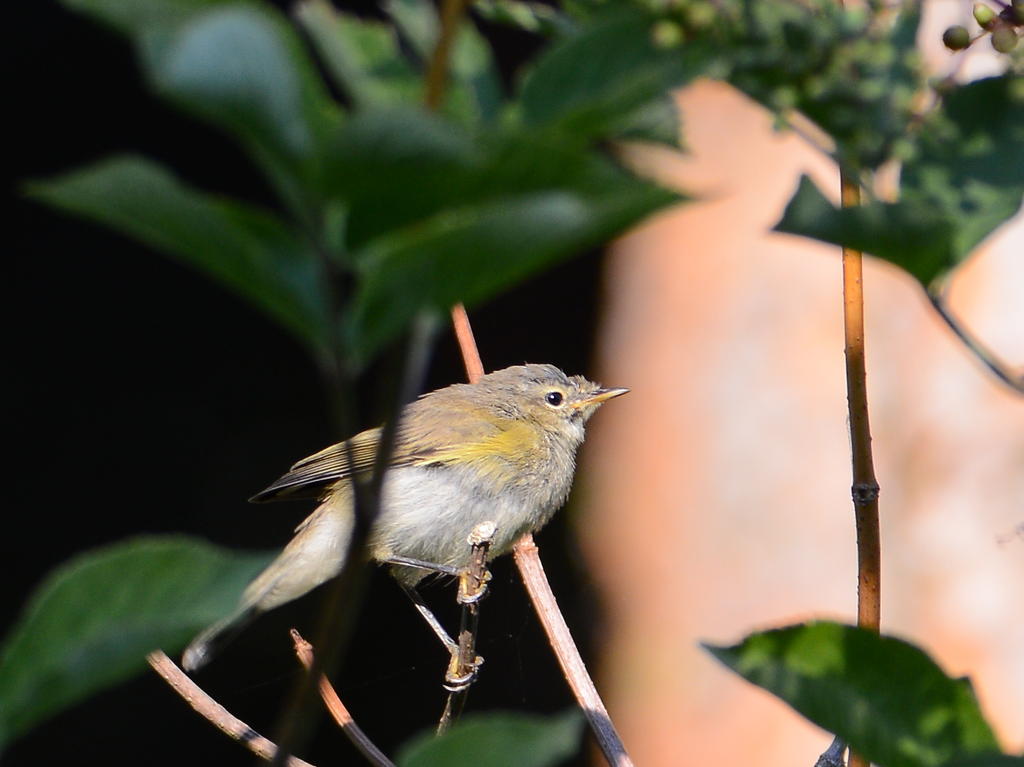 DSC_0029.jpg