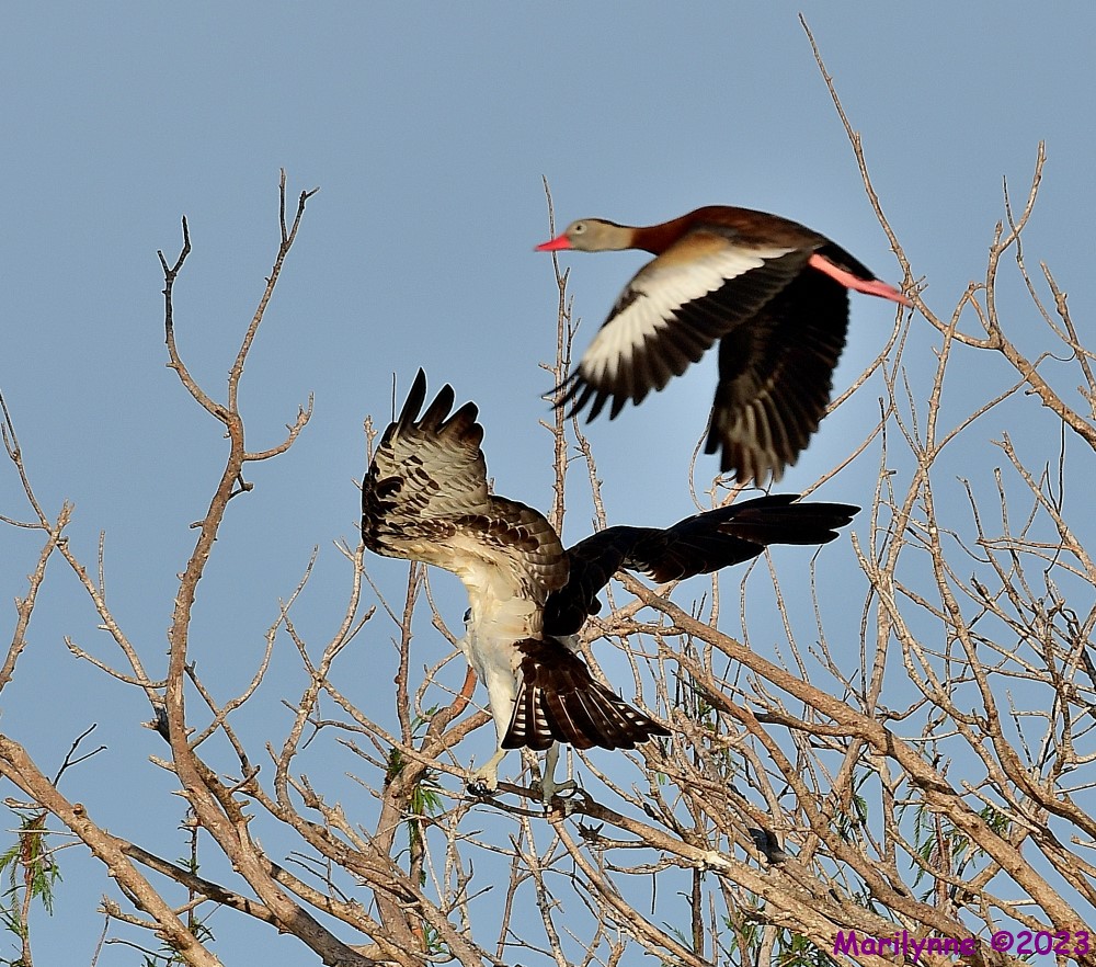 DSC_0029_001.JPG