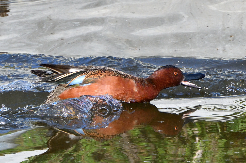 DSC_0033.JPG