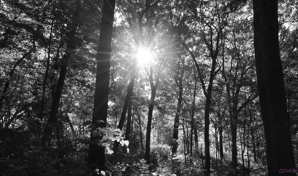 DSC_0033 nxd bw.jpg