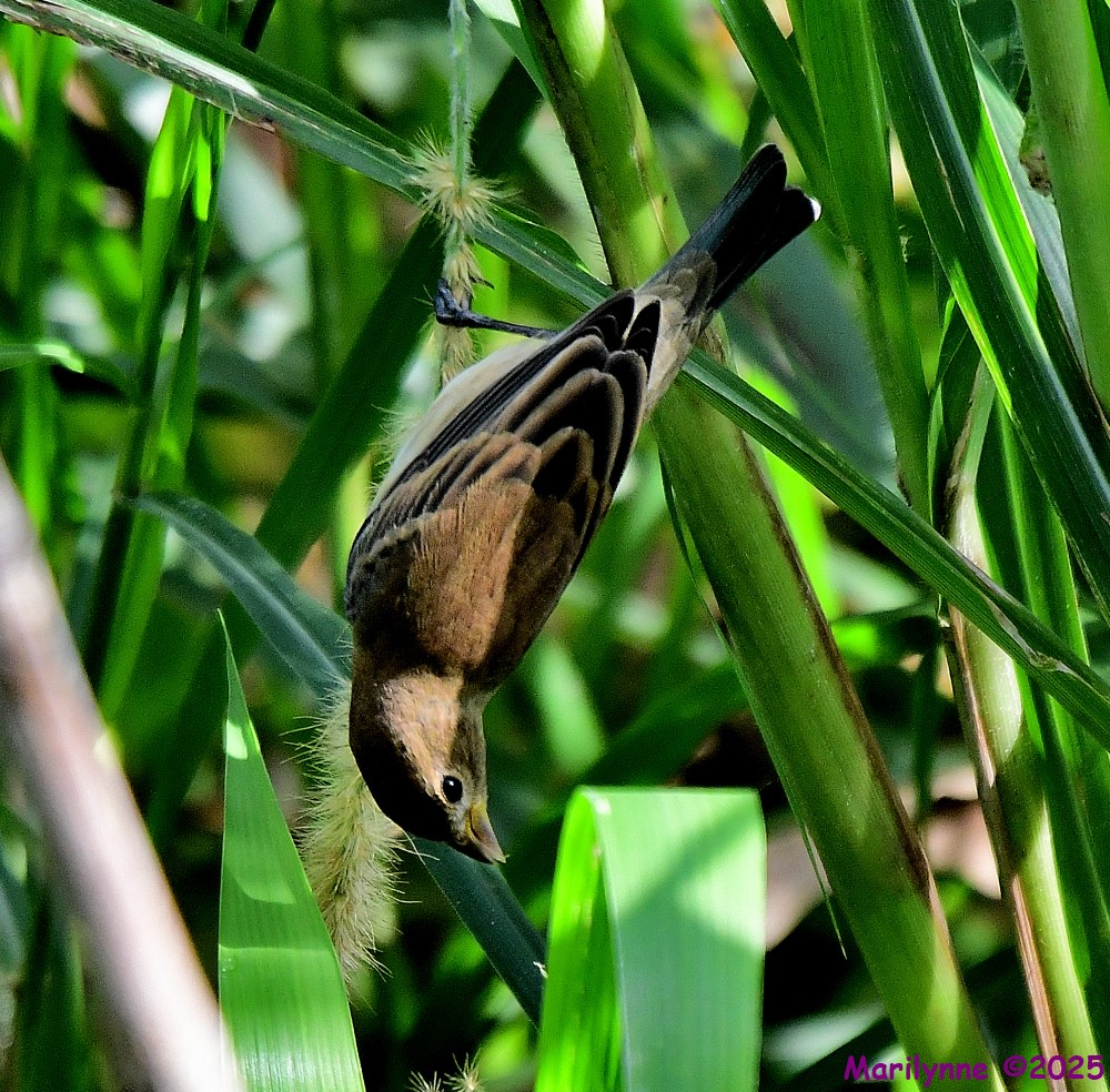 DSC_0033_001.JPG