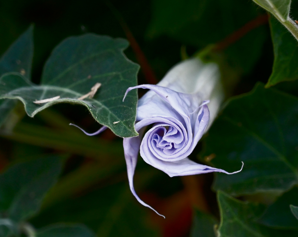 DSC_0034.jpg