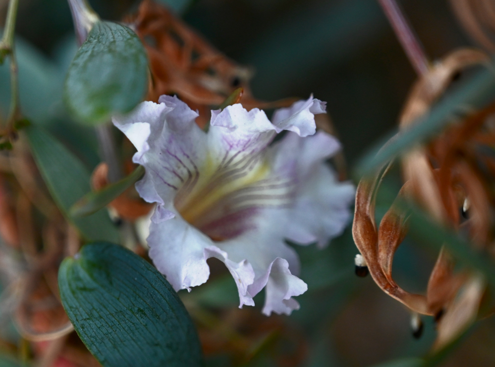 DSC_0035.jpg