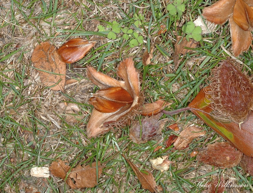 DSC_0036.JPG