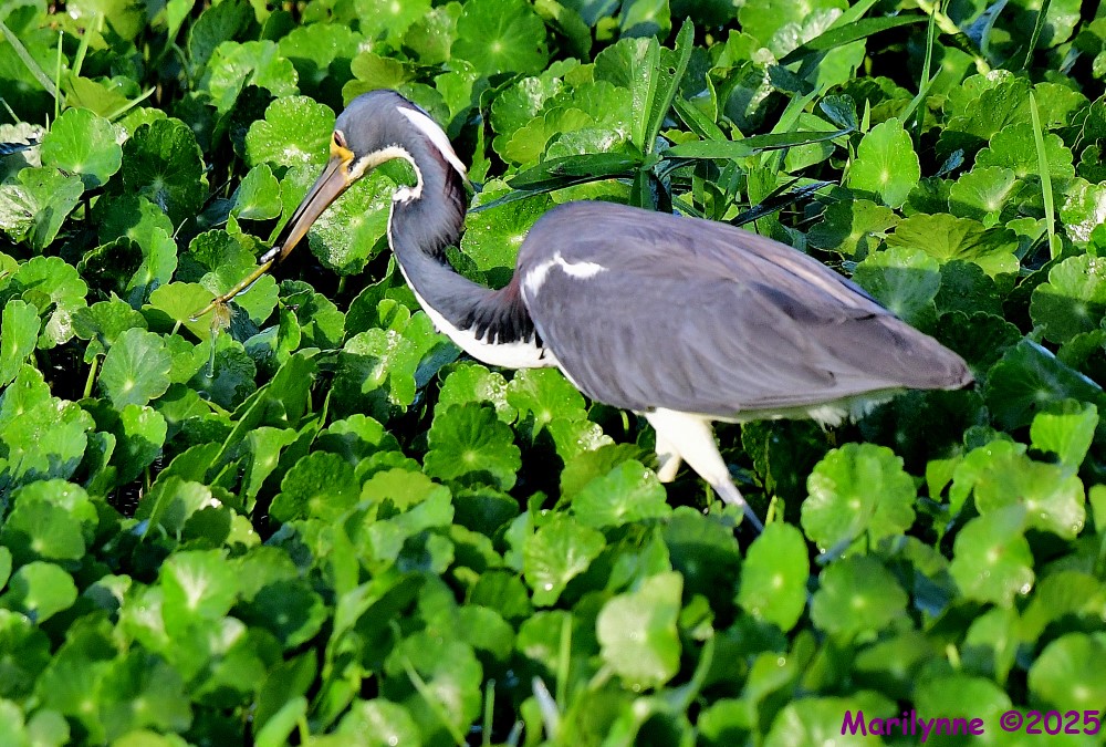DSC_0036_001.JPG