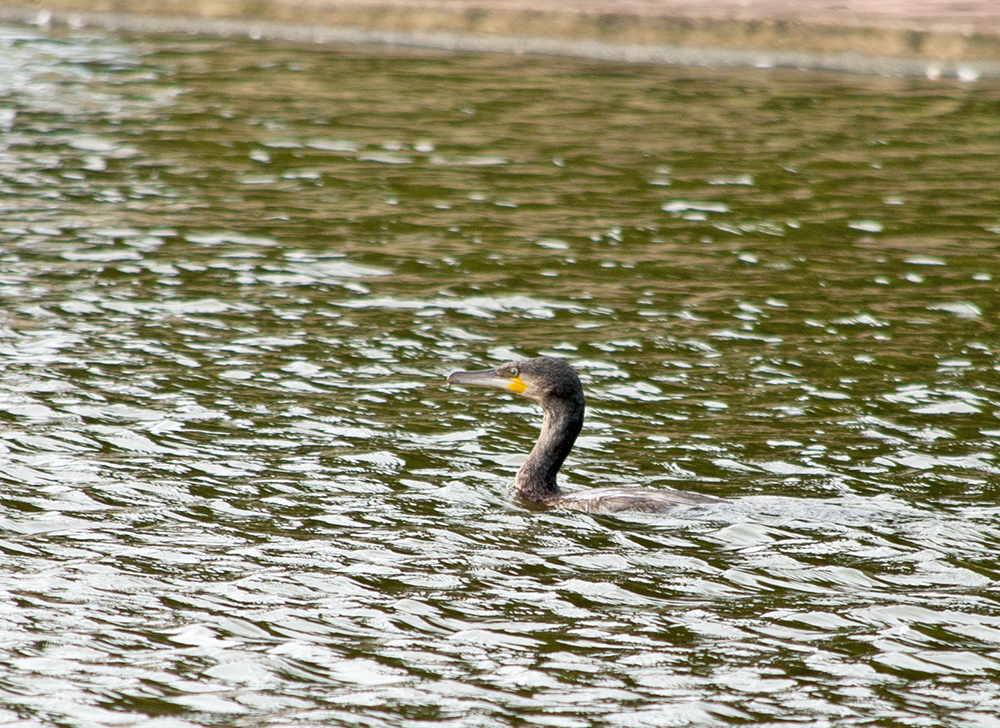 DSC_0037.jpg