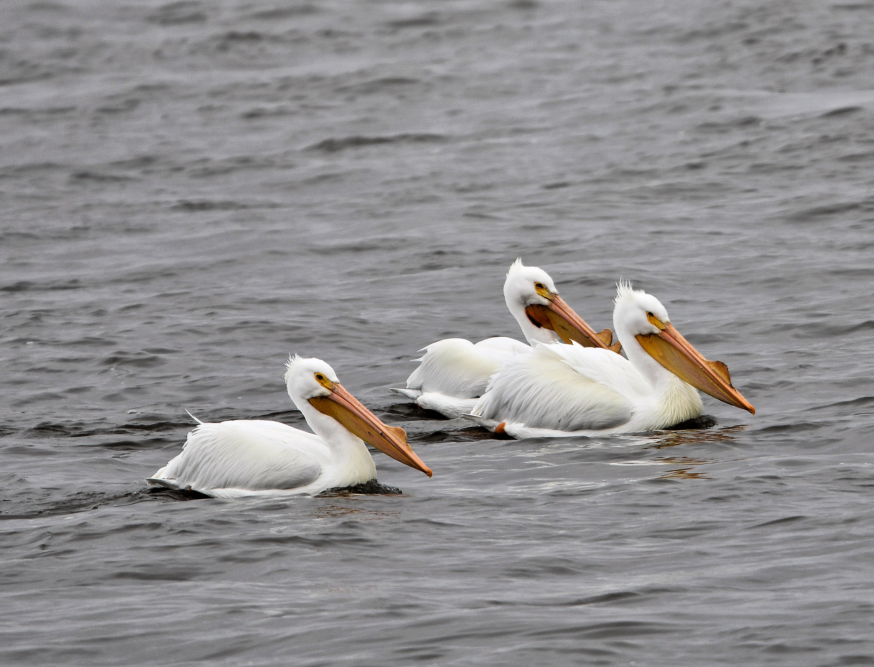 DSC_0037.JPG