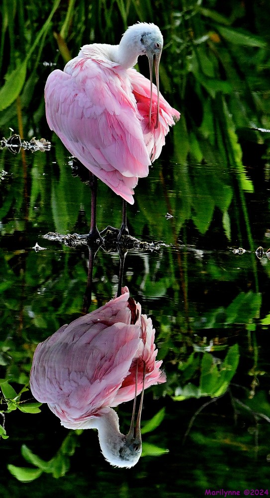 DSC_0037_001.JPG