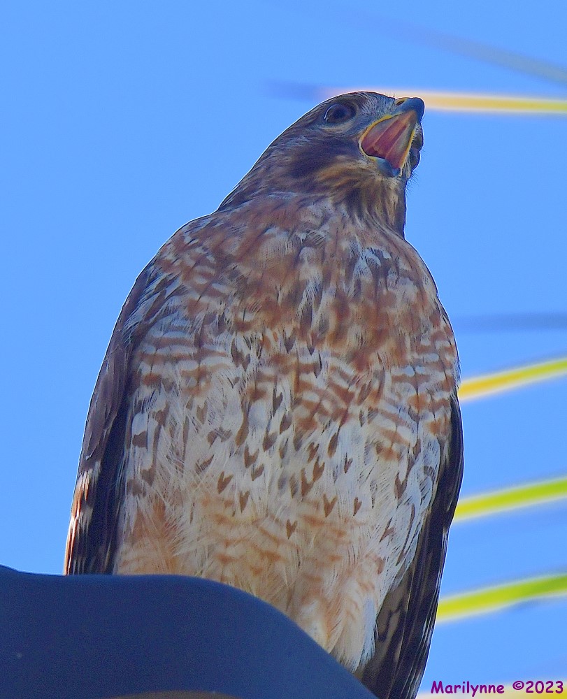 DSC_0038_001.JPG