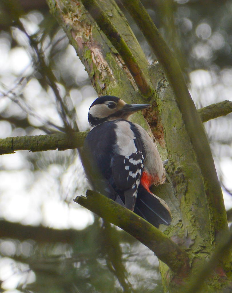 DSC_0039.jpg
