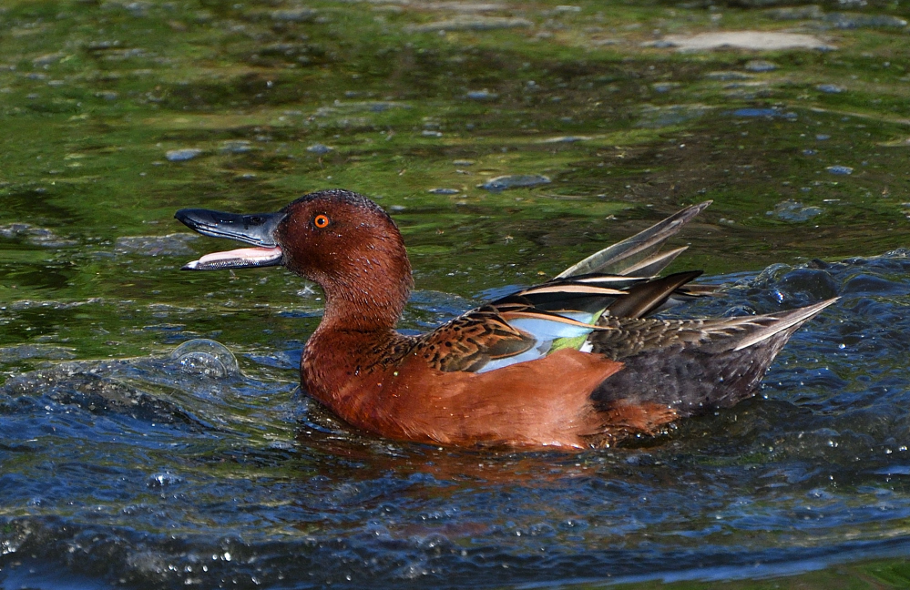 DSC_0039.JPG