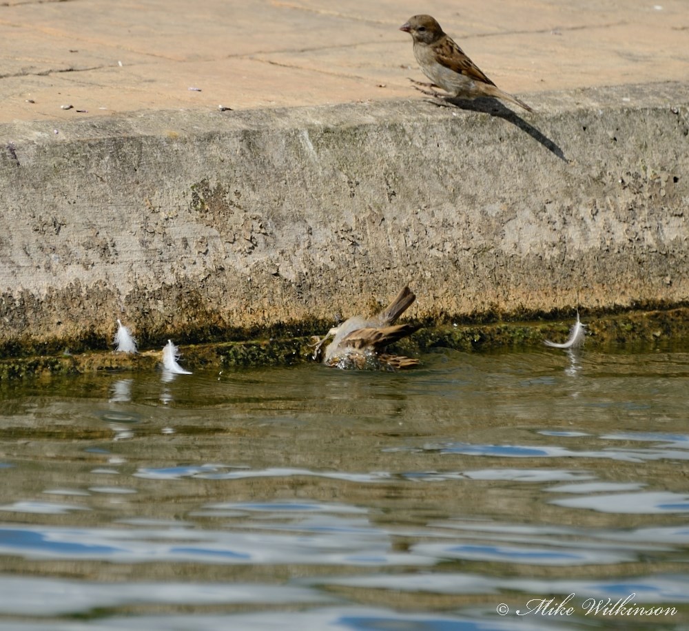 DSC_0039.JPG