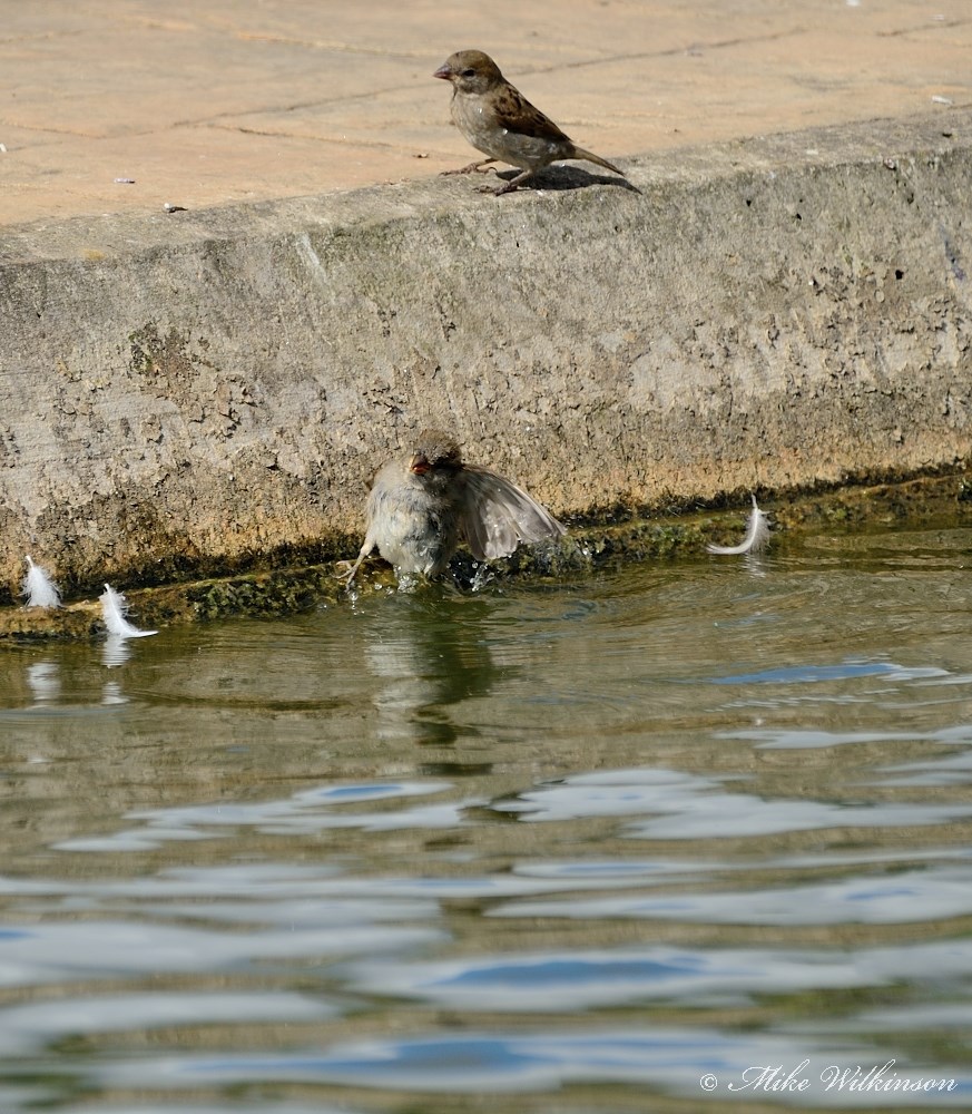 DSC_0040.JPG