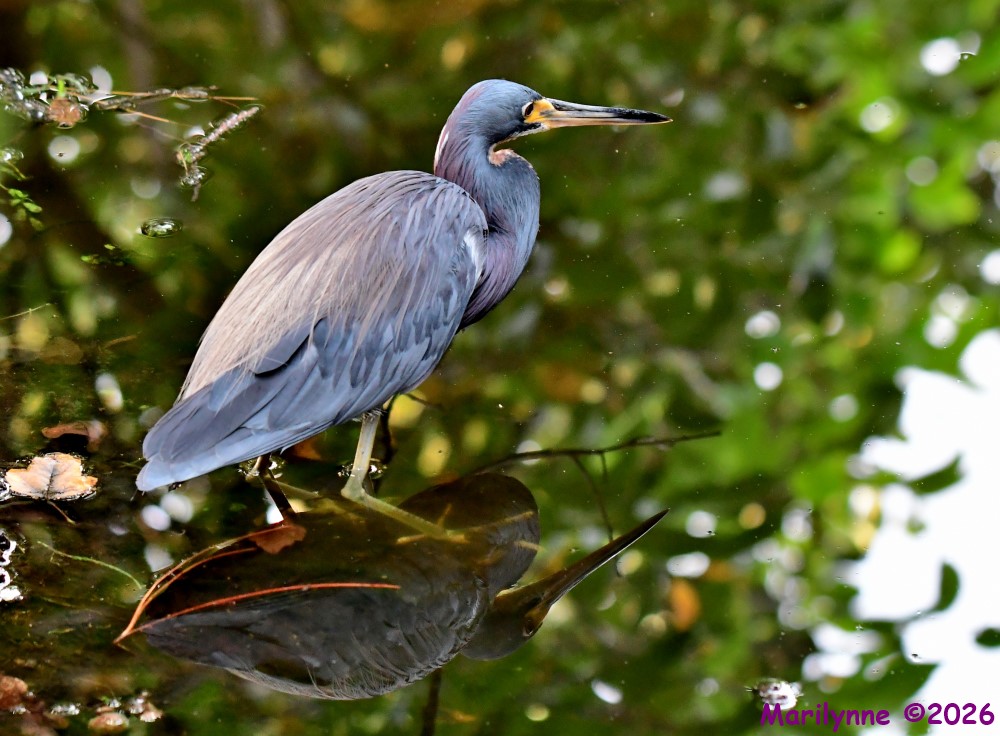 DSC_0040_001.JPG