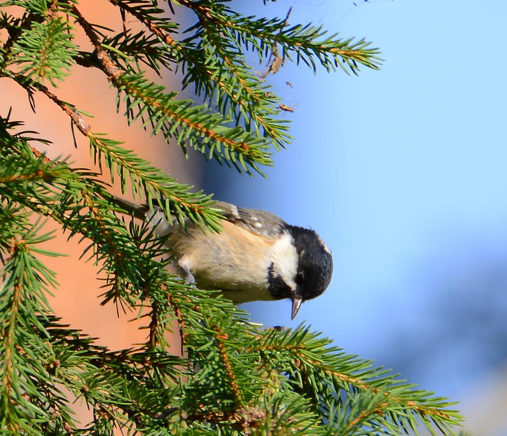 DSC_0041.jpg