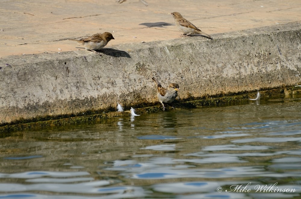 DSC_0042.JPG