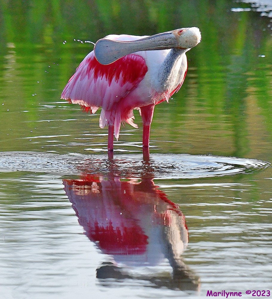 DSC_0042_001.JPG