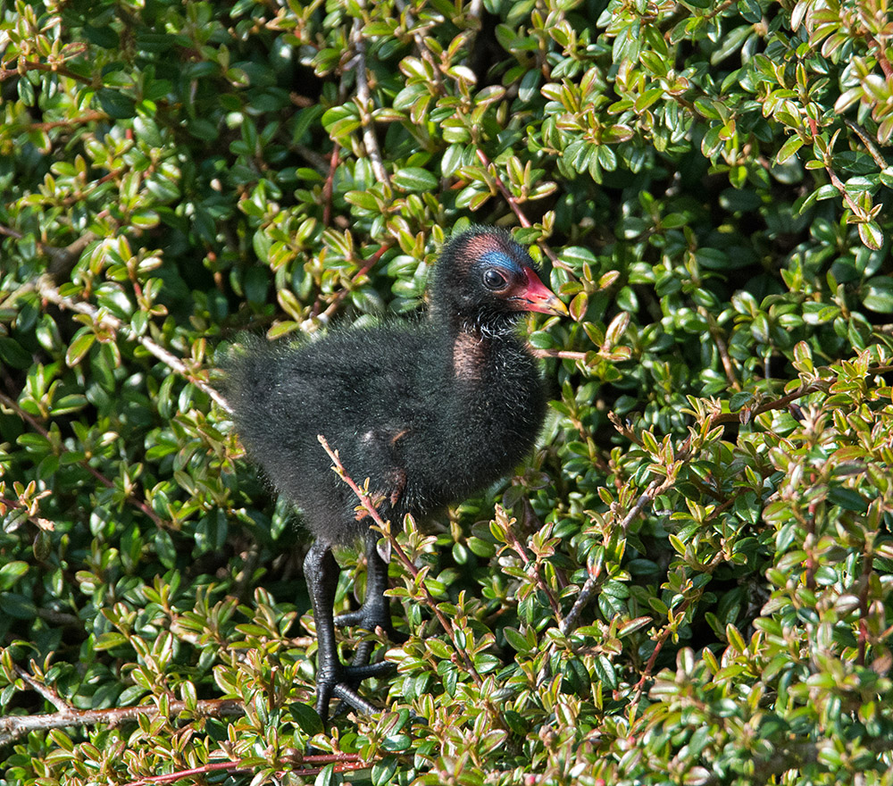 DSC_0043.jpg