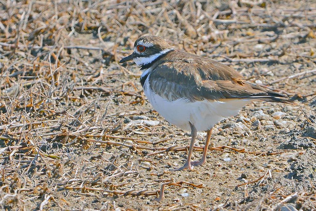 DSC_0043.jpg