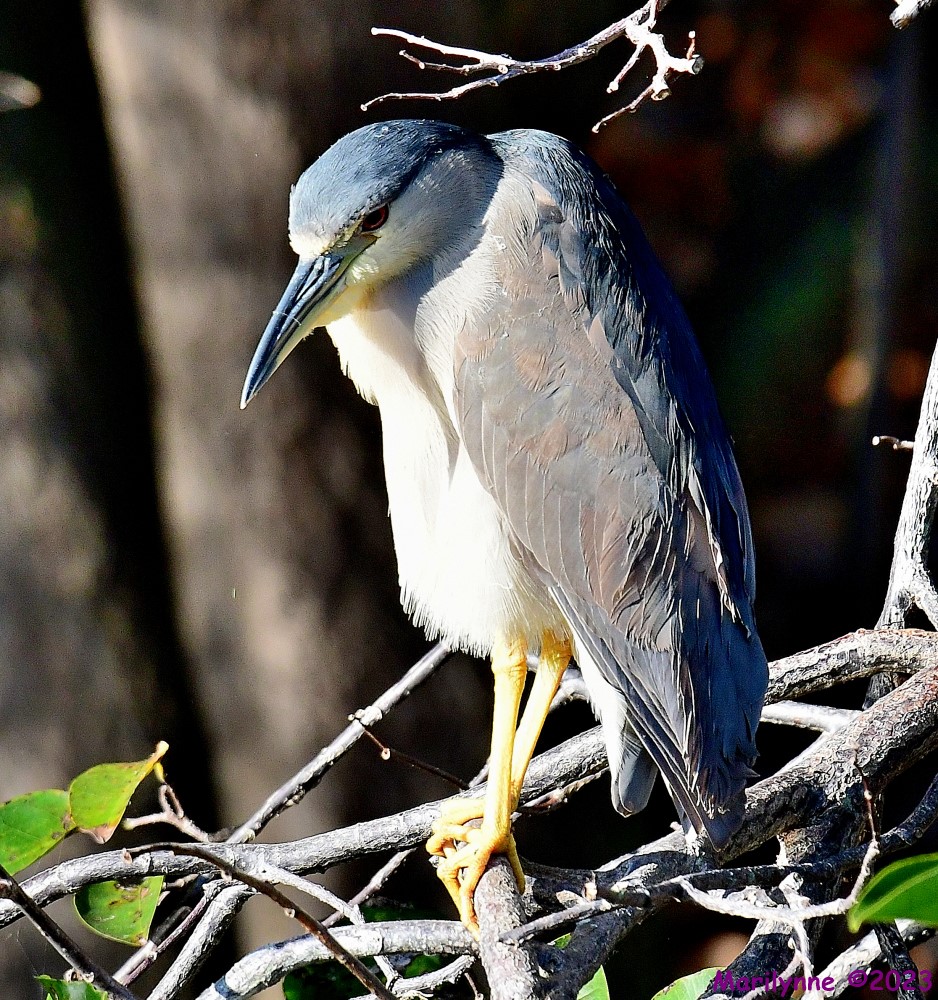 DSC_0043_001.JPG