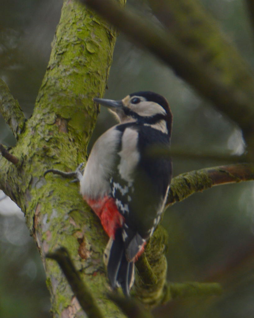 DSC_0044.jpg