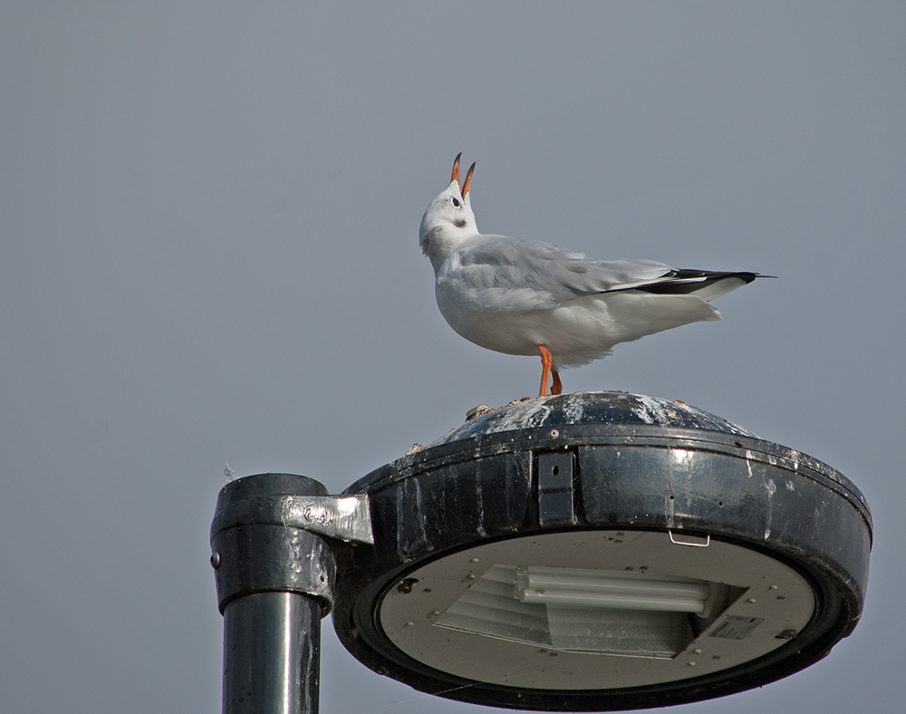 DSC_0045.jpg