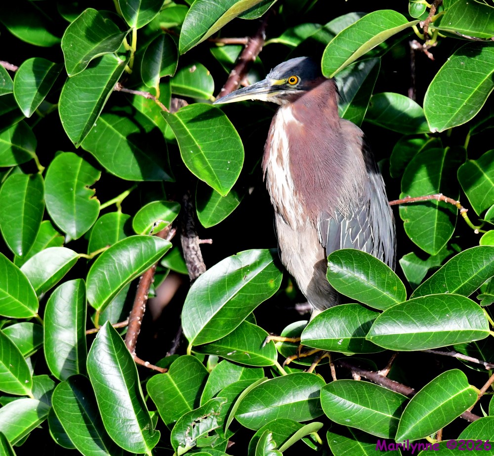 DSC_0047_001.JPG