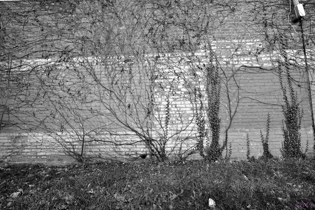 DSC_0048 nxd.jpg