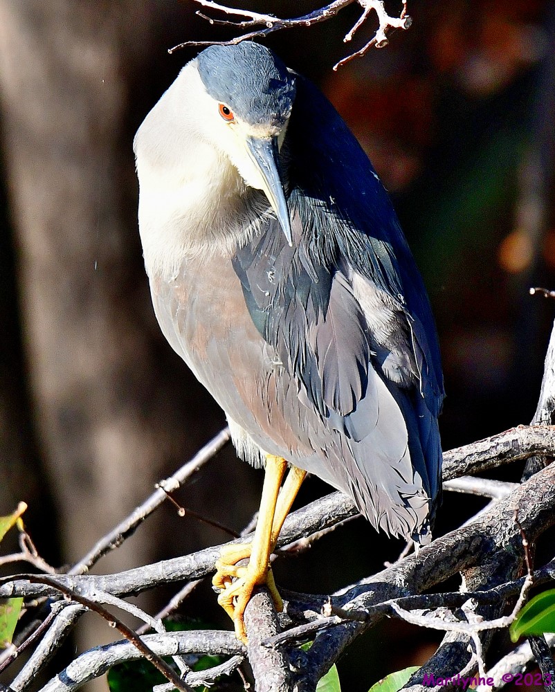 DSC_0050_001.JPG