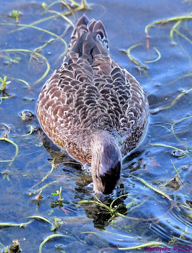 DSC_0050_001.JPG
