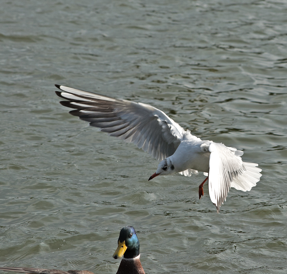 DSC_0051.jpg