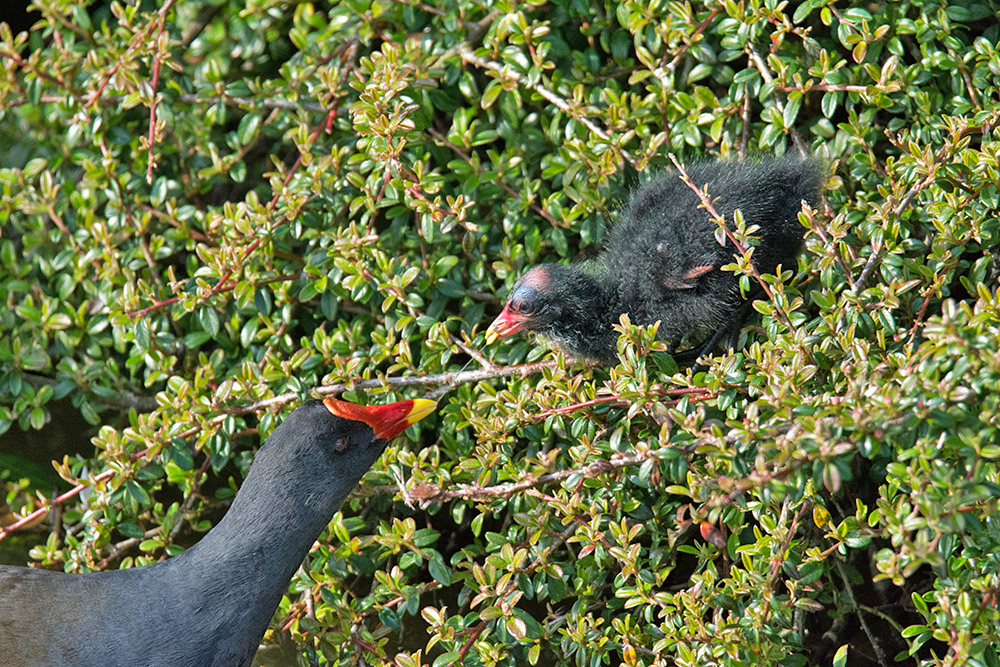 DSC_0053.jpg