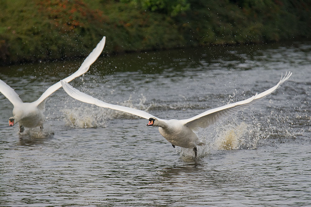 DSC_0054.jpg