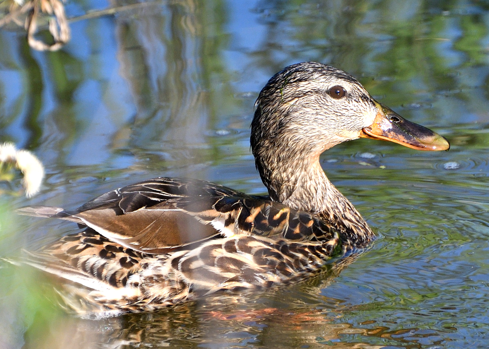 DSC_0055.JPG