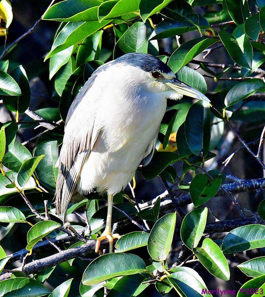 DSC_0055_001.JPG