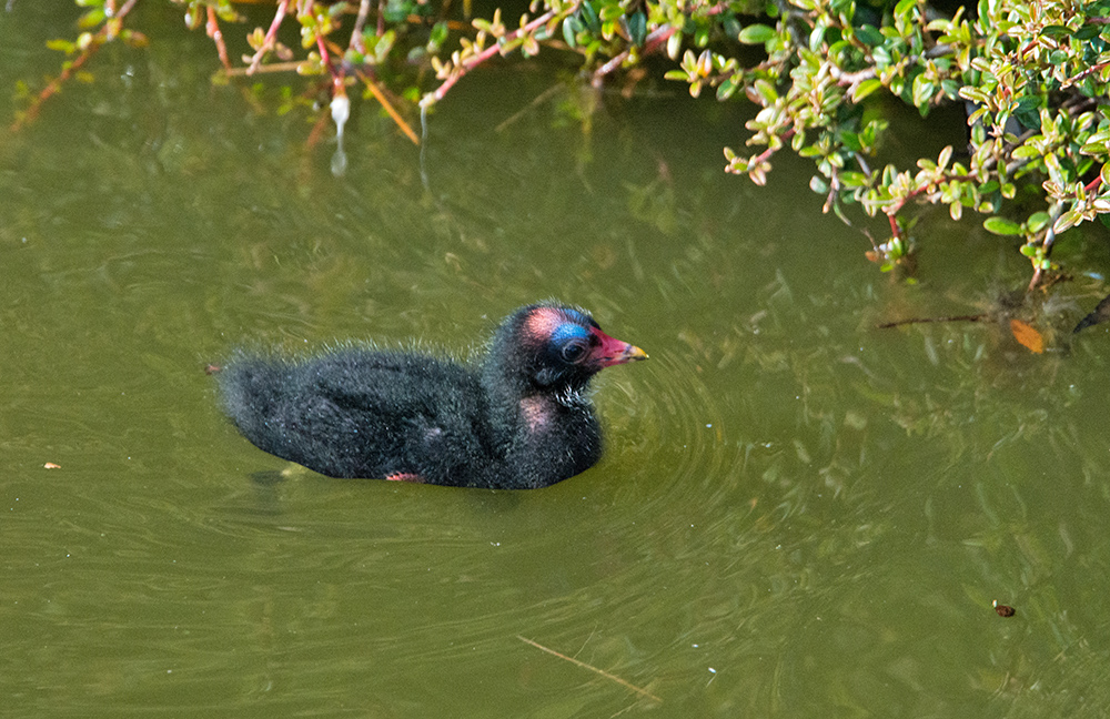 DSC_0056.jpg