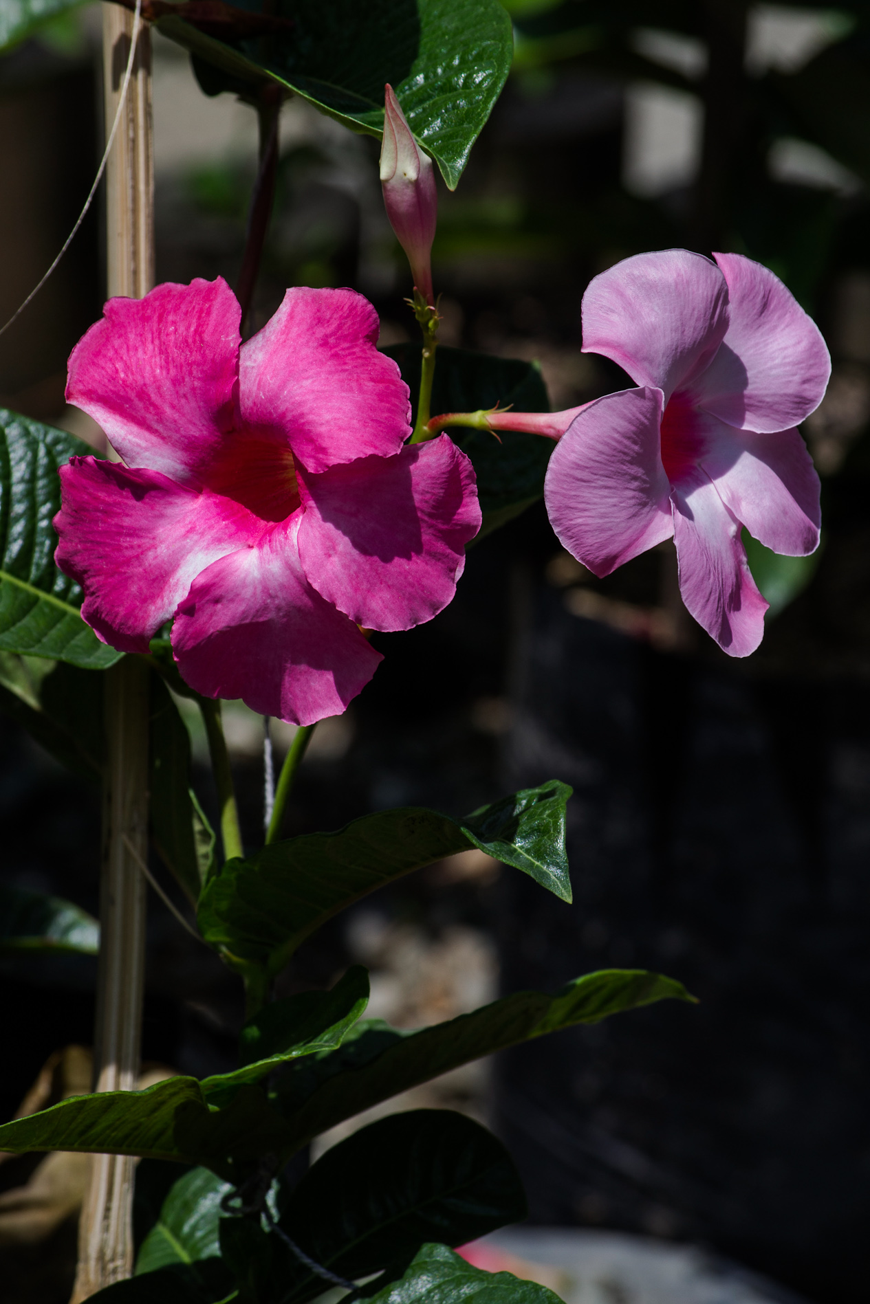 DSC_0057-2.jpg