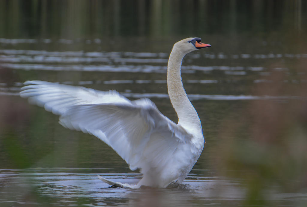 DSC_0057.jpg