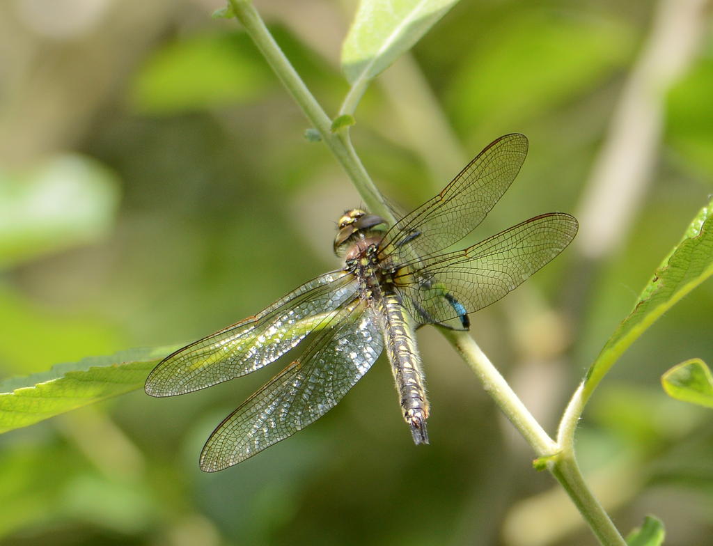 DSC_0059.jpg