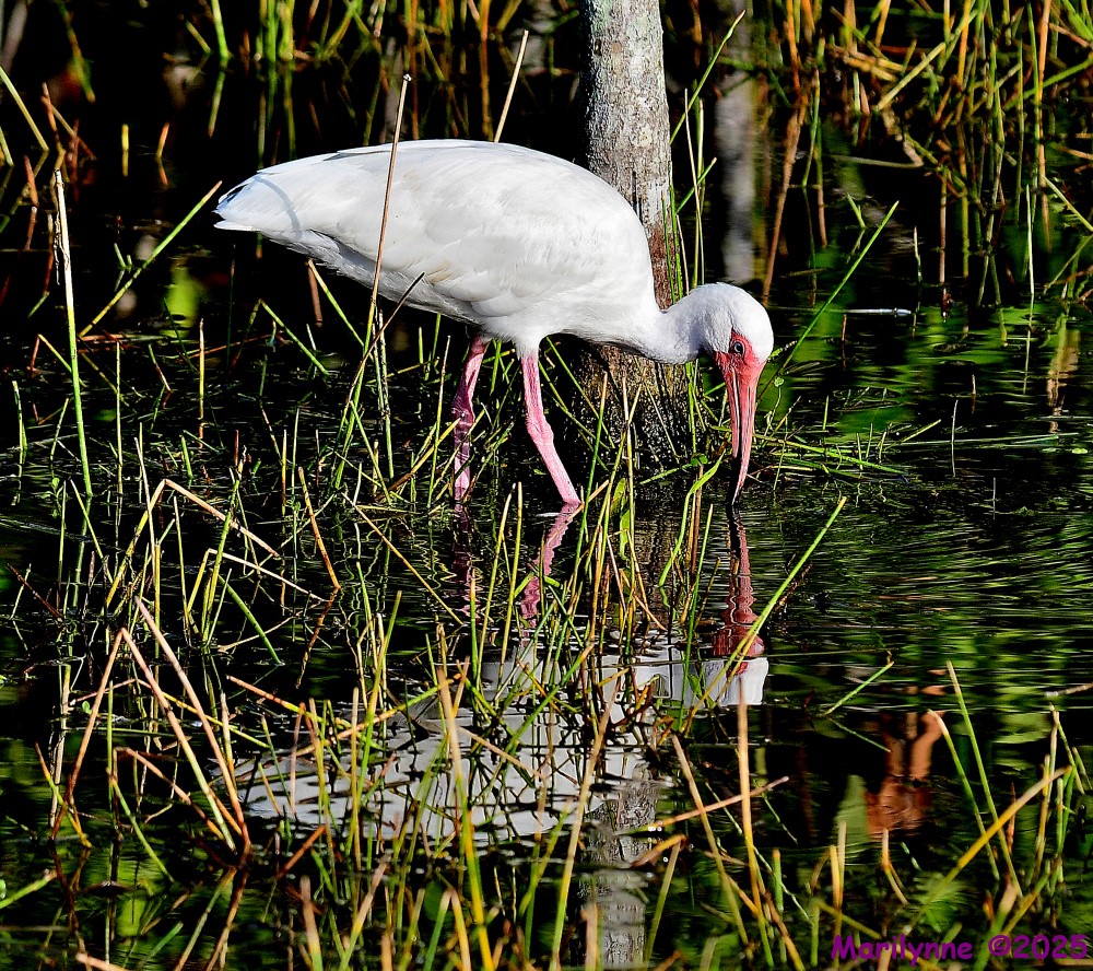 DSC_0059_001.JPG