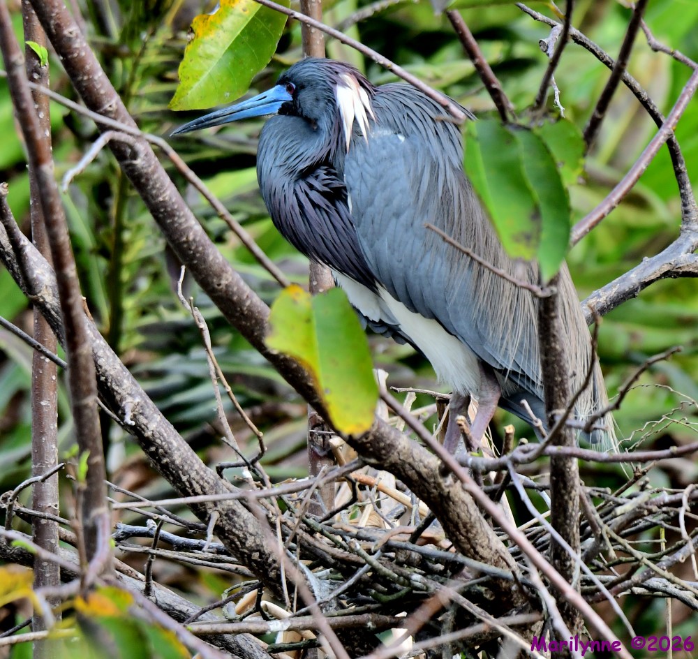 DSC_0059_001.JPG
