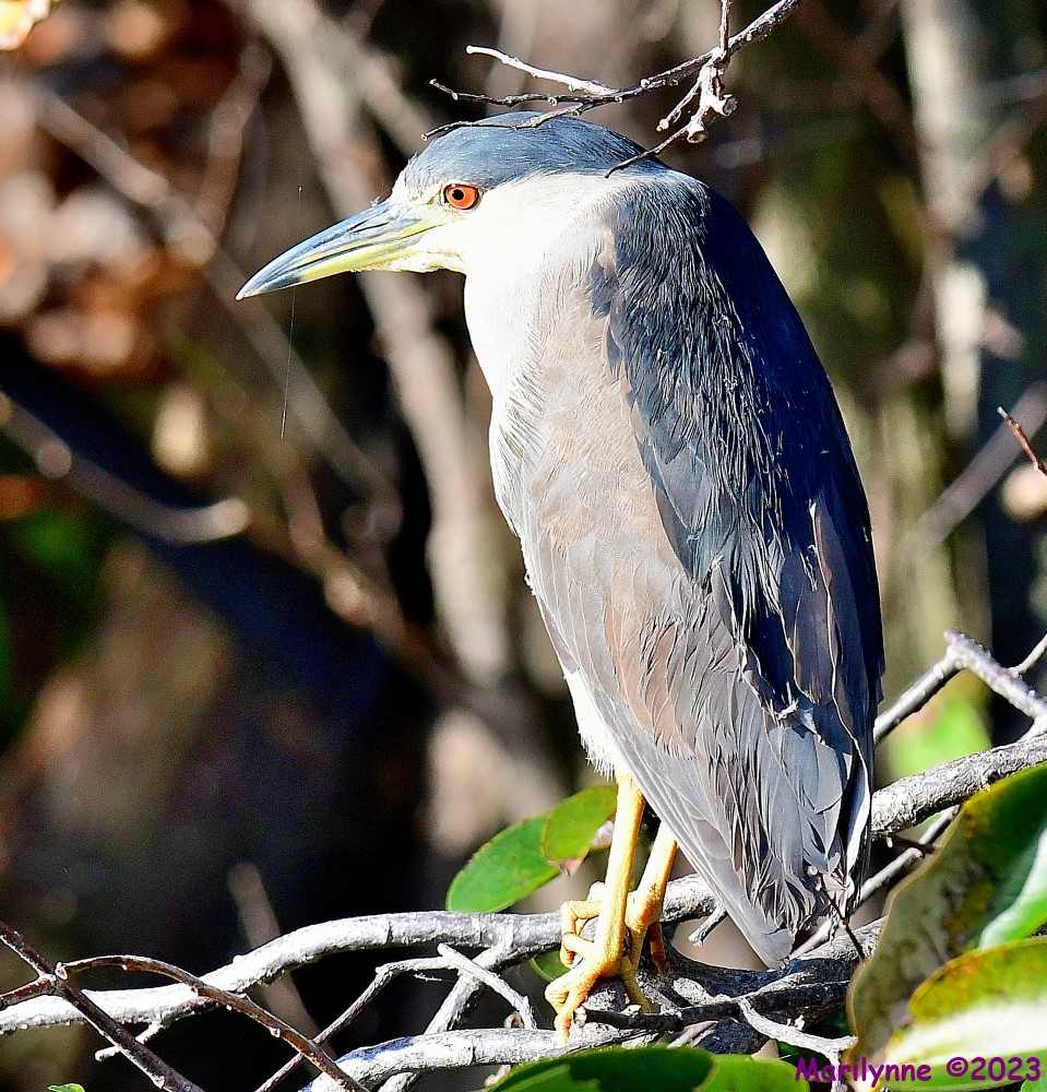 DSC_0060_001.JPG