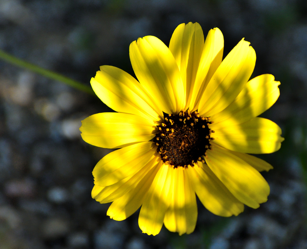DSC_0061.JPG