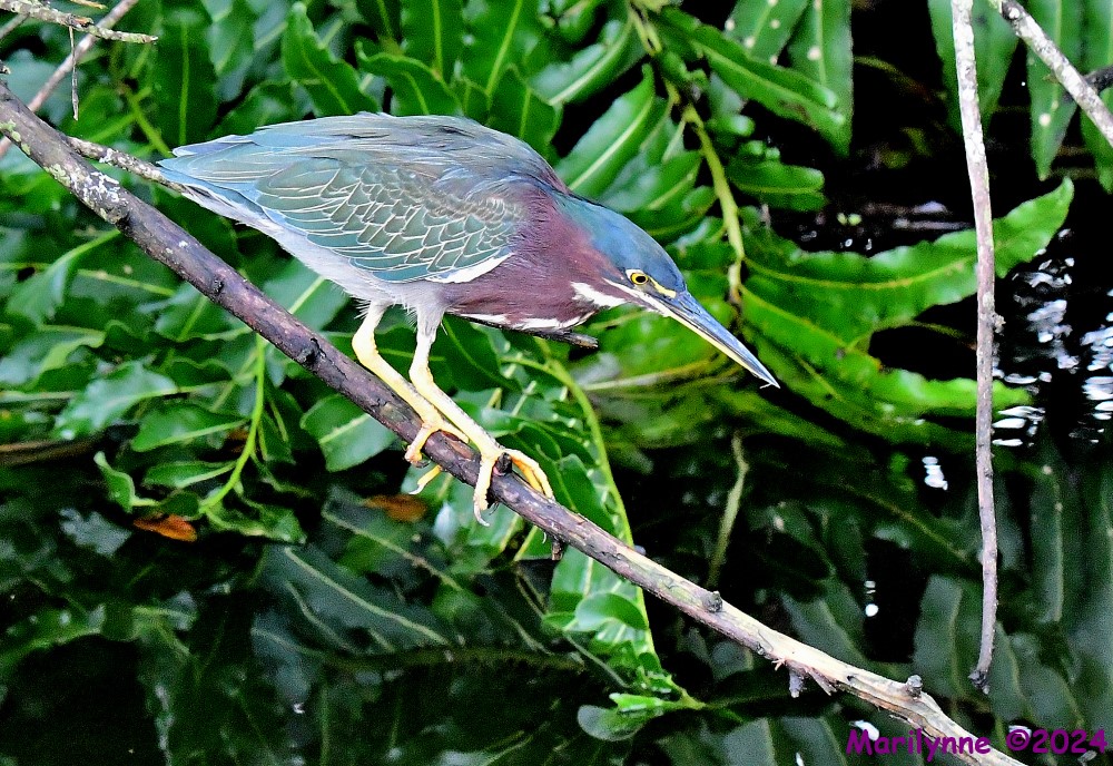 DSC_0061_001.JPG