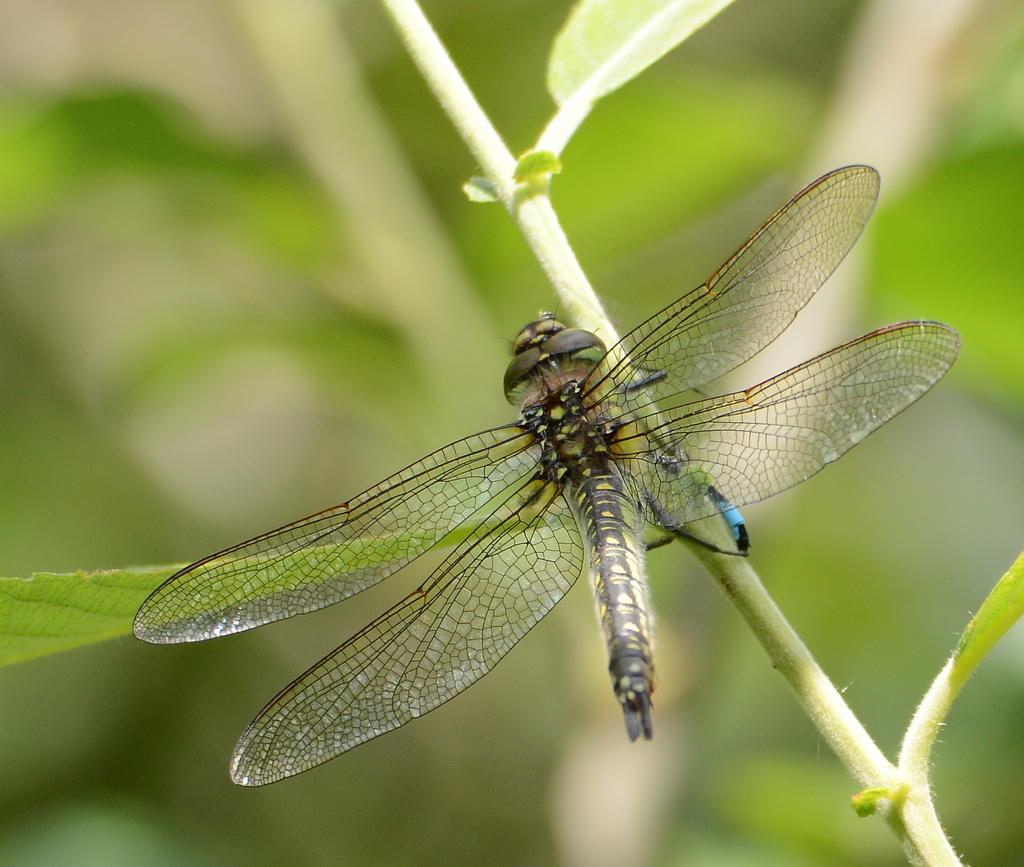 DSC_0062.jpg