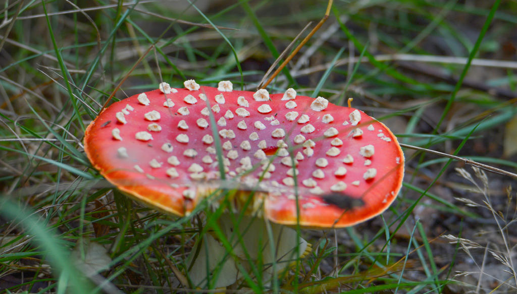 DSC_0062.jpg